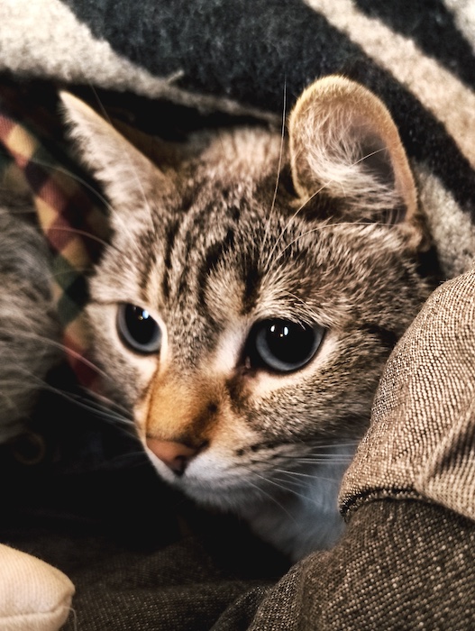 Soundous, notre superbe chatte.